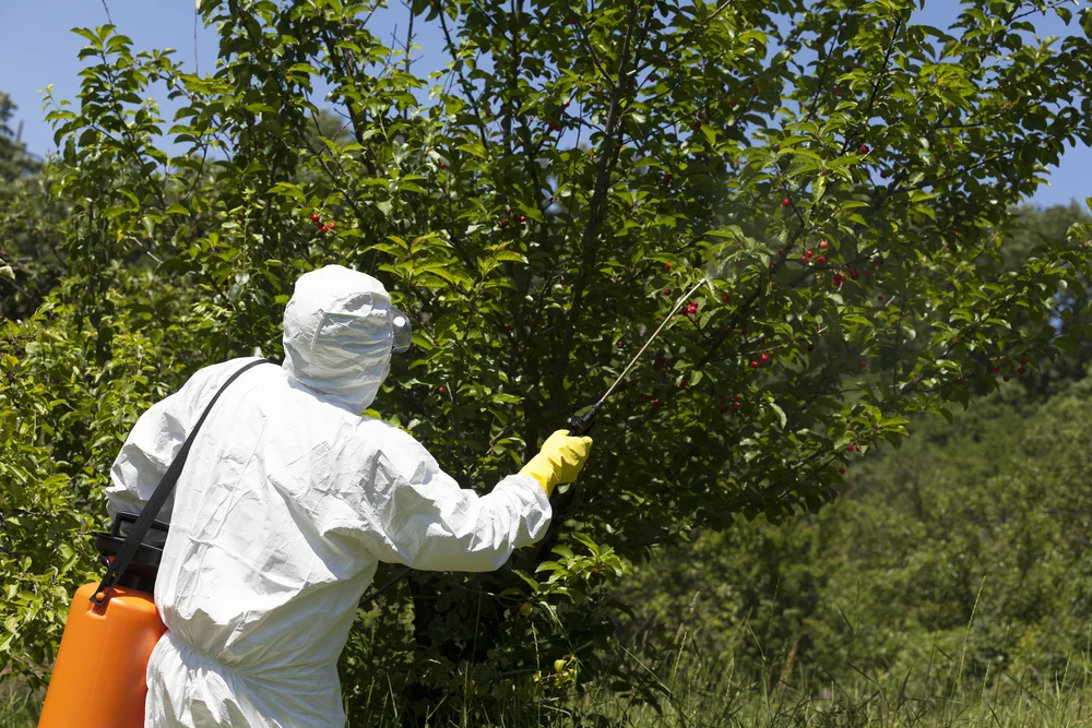 spraying a cherry tree
