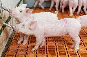 Piglets get water