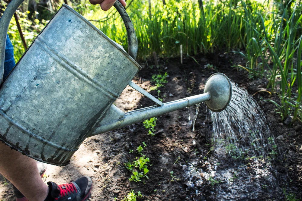 A galvanized watering can