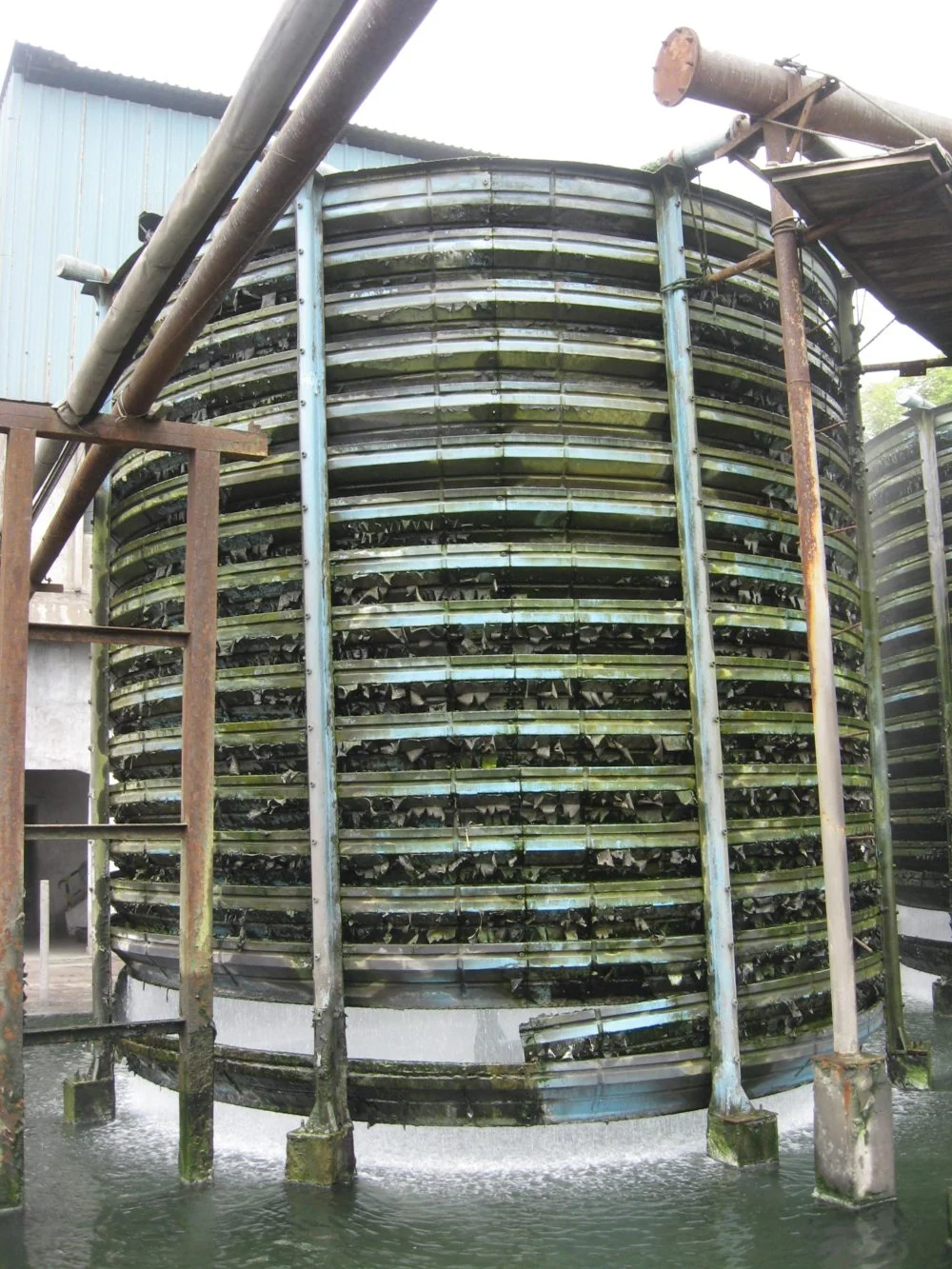 Algae in the cooling tower