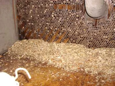 sea shells at the inlet to condenser