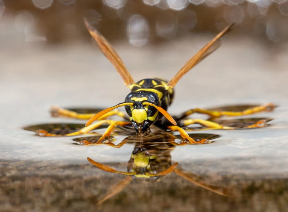 Europäische Papierwespe läuft auf Wasser