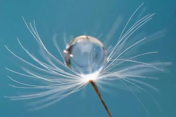 wasser Samen beitrag