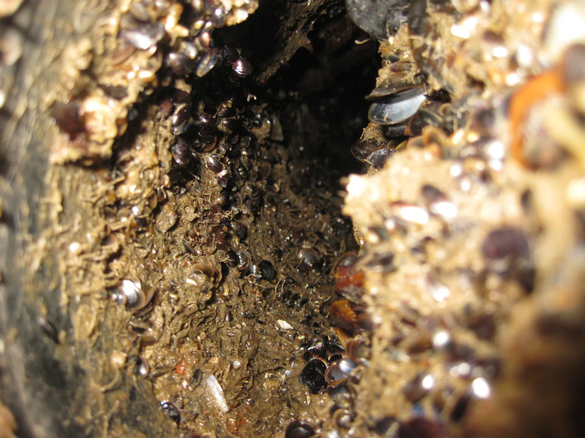 Barnacles / Biofouling in the main Sea Water Inlet