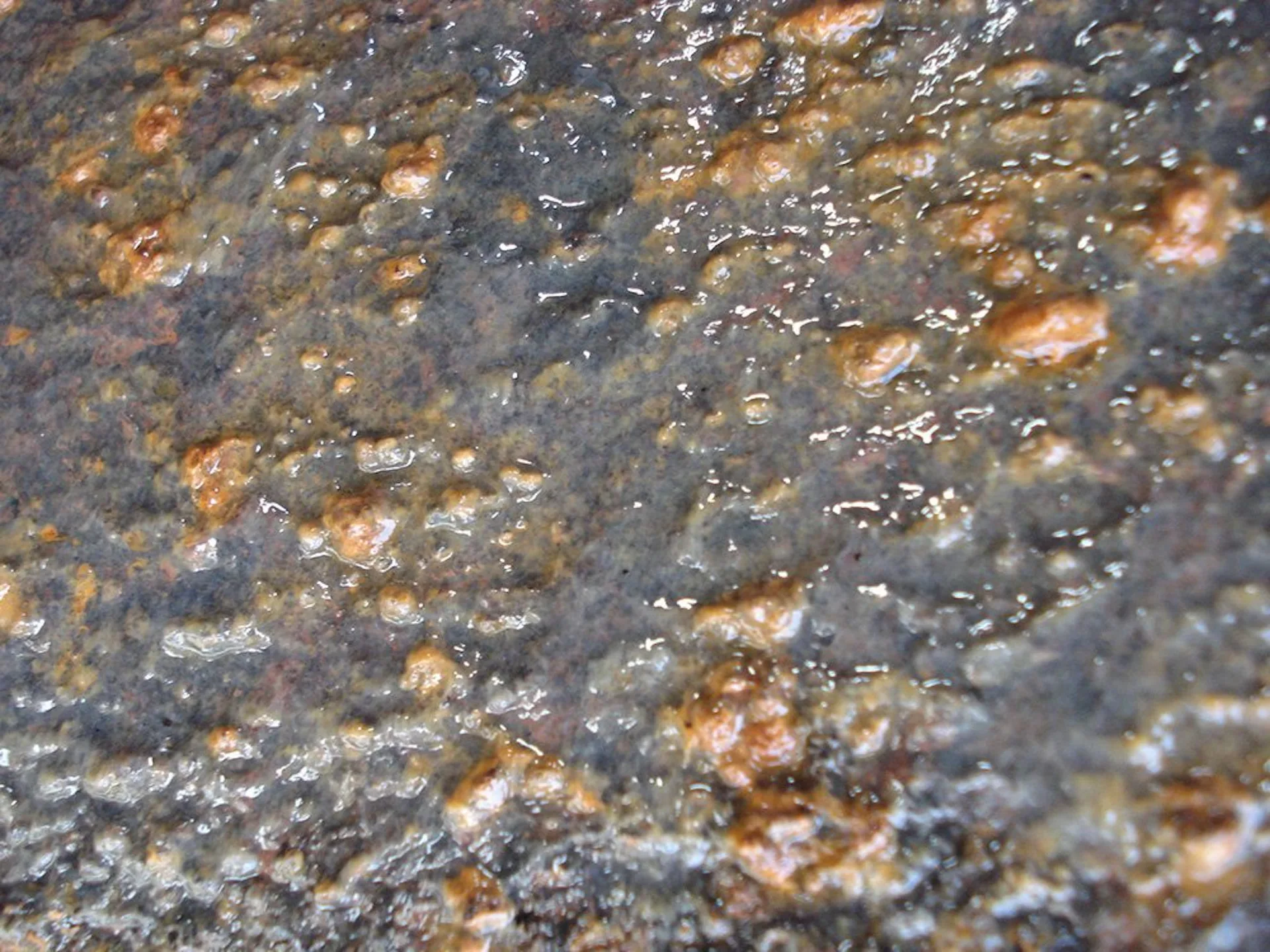Biofouling at a refinery
