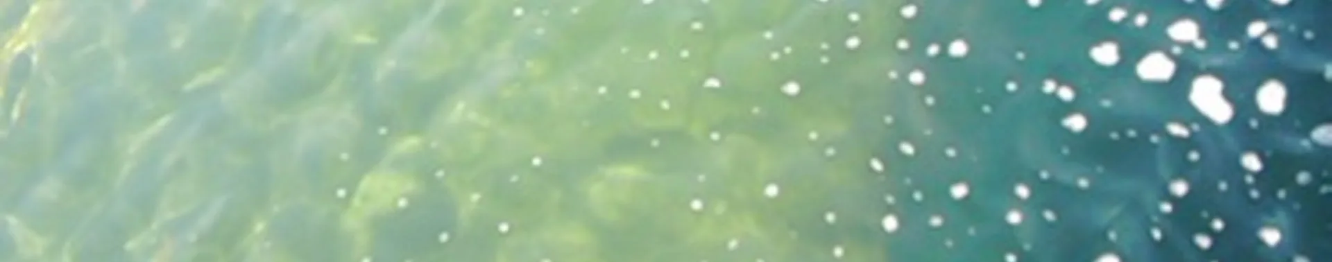 Photosynthesis - Research between Observation and Development