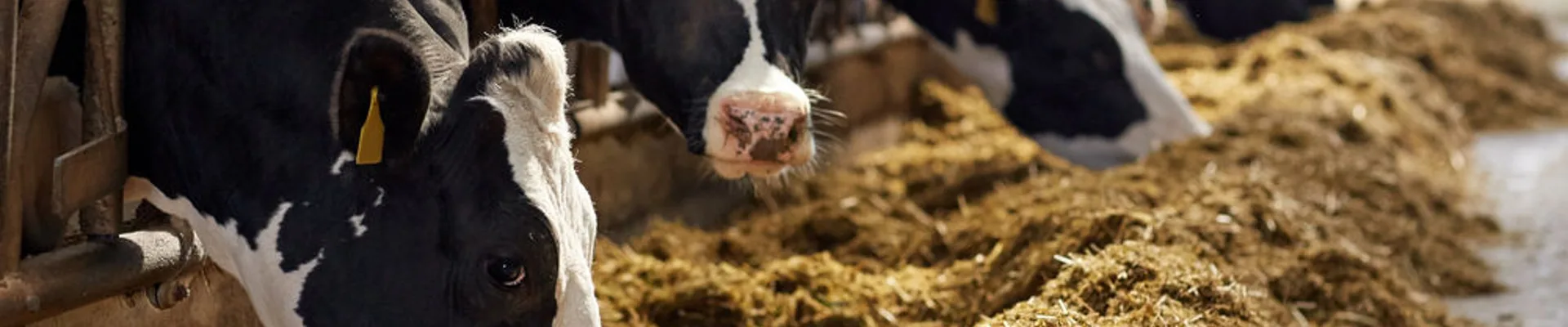 Farm animals with good water require less feed