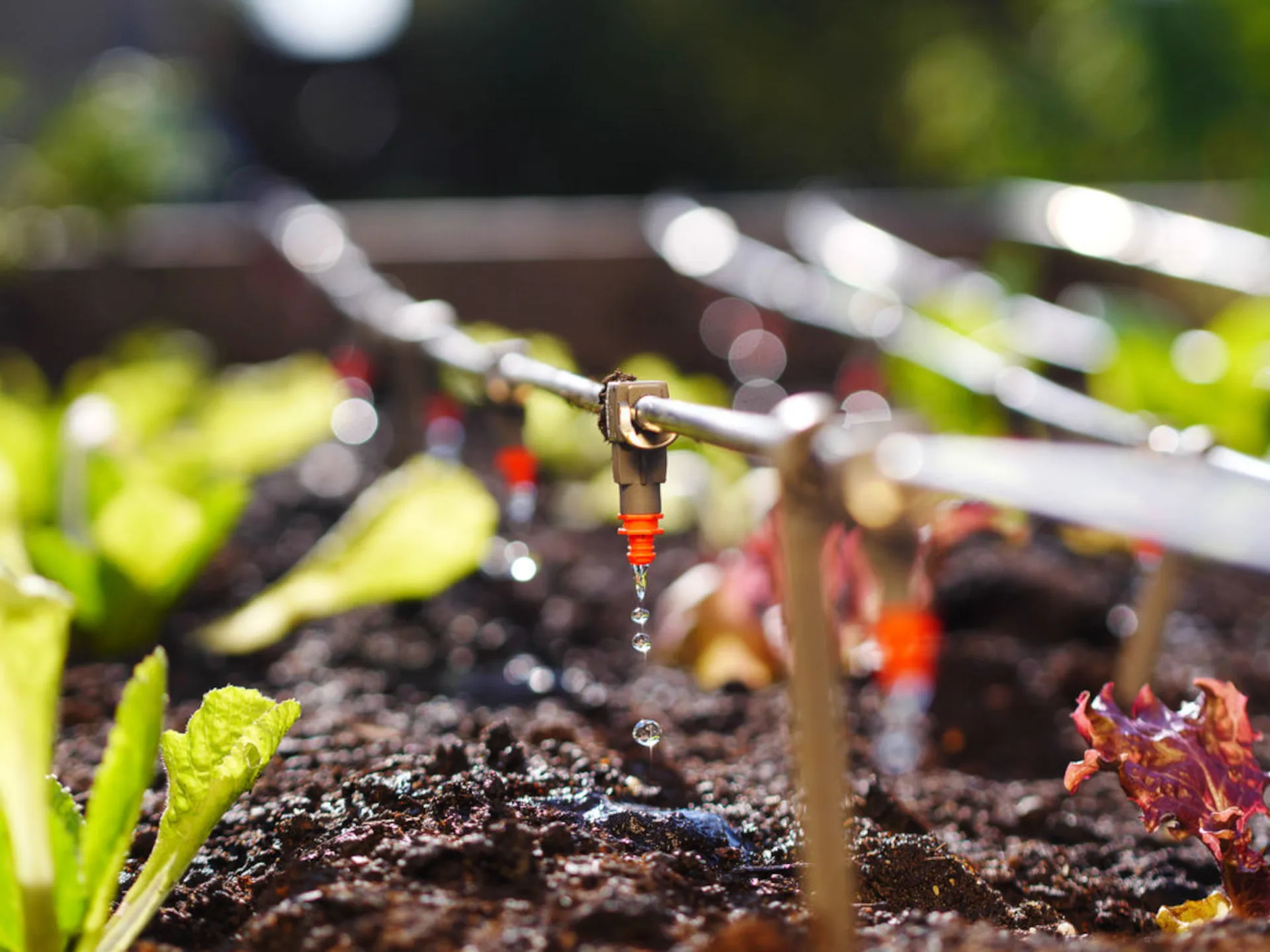 Drip irrigation works more efficiently