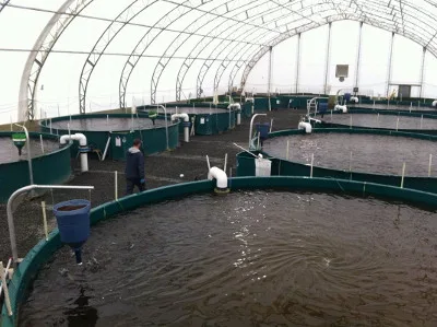 Dissolved oxygen aquacultures