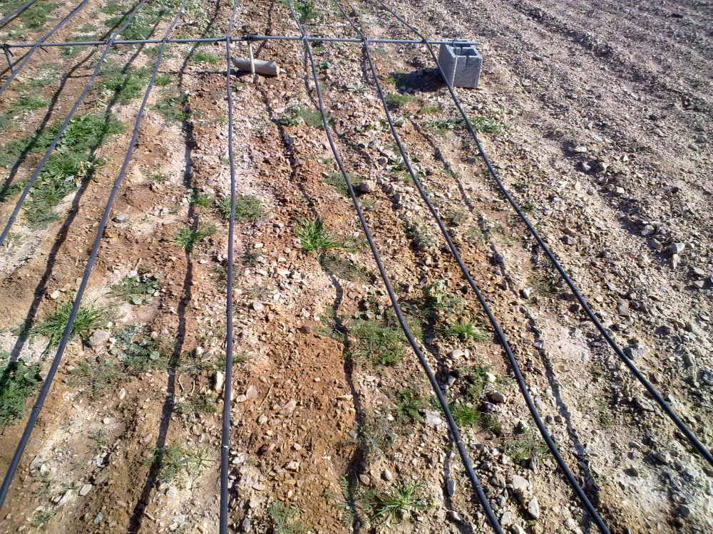 High salinity soil - avoiding and remediation