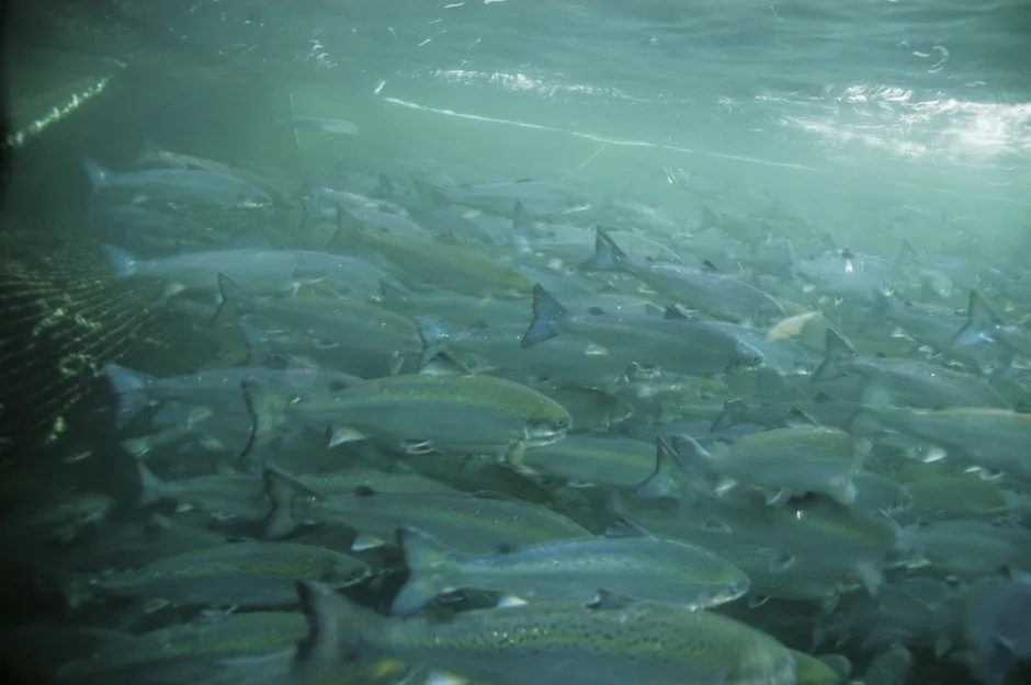 Salmon have fewer lice thanks to Merus Rings