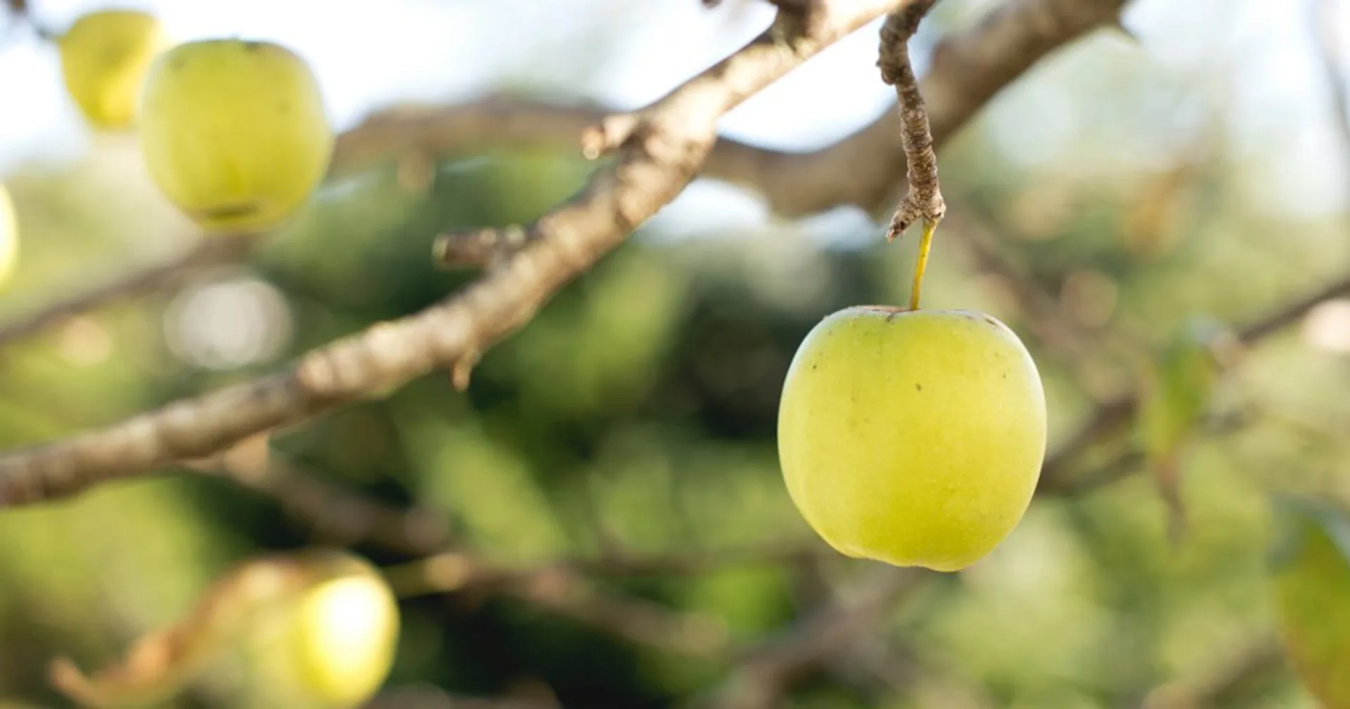 Gravity - Why the apple always falls to the ground.