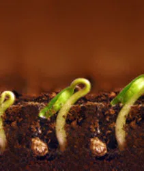 Seedlings grow better with good water