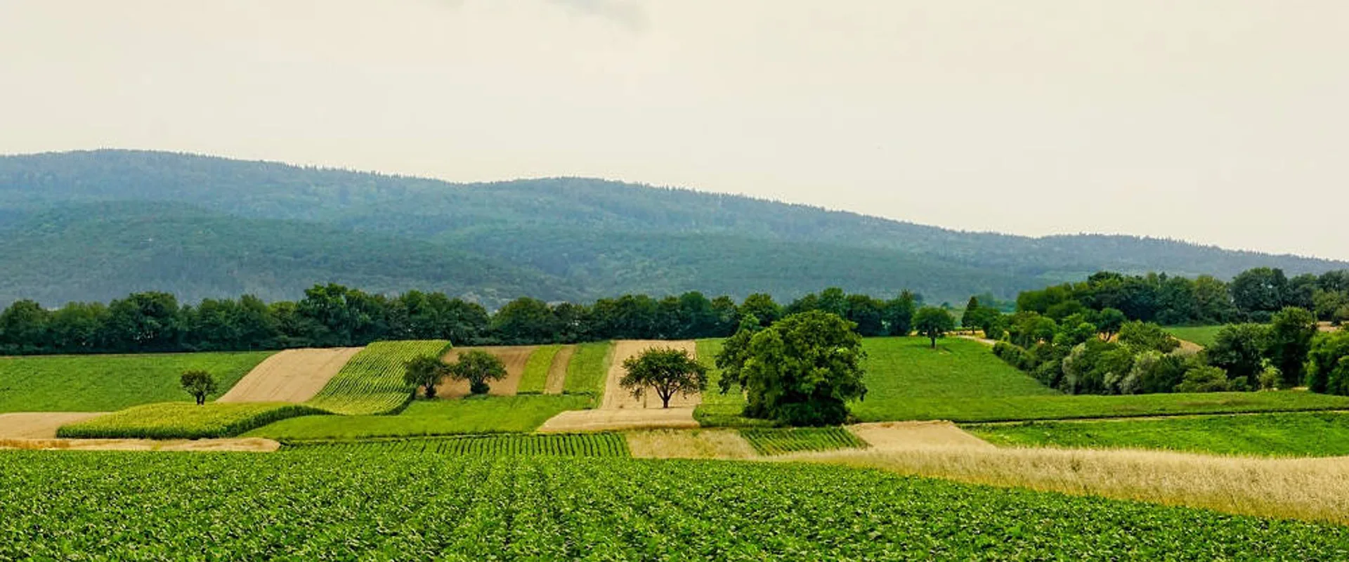 Agriculture