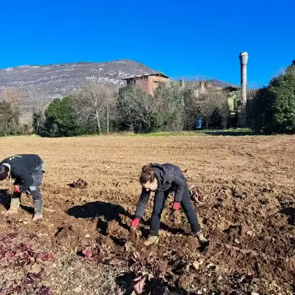proces pridelave radiča je daleč od tega, da bi bil enostaven
