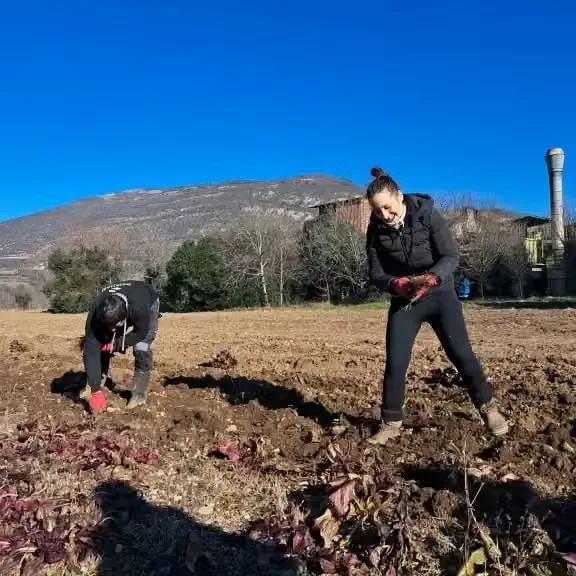 proces pridelave radiča je daleč od tega, da bi bil enostaven