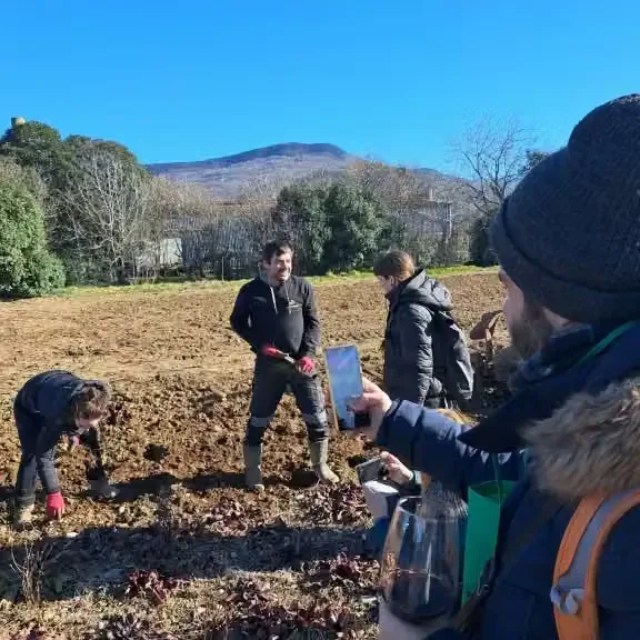 proces pridelave radiča je daleč od tega, da bi bil enostaven