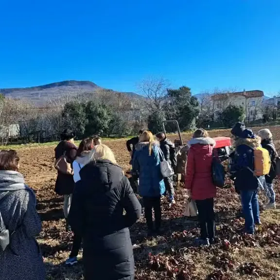 proces pridelave radiča je daleč od tega, da bi bil enostaven