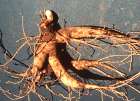 Ginseng - zdravilo za impotenco in neplodnost