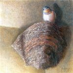 Lastovke