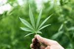 Medicinska uporaba zdravil iz kanabisa - luč na koncu tunela?
