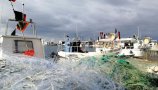 Novi dokazi o ilegalnem ulovu morskih psov in raž v Sredozemlju