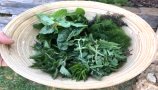 Zdravilni pleveli - prehrana prihodnosti