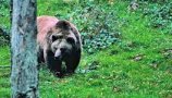 Mednarodni dan biotske raznovrstnosti