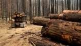 Podjetja bodo morala v EU dokazovati, da ne prispevajo h krčenju gozdov