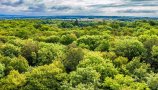 Prihodnost slovenskega gozda - bo gozd zdravnik ali bolnik?