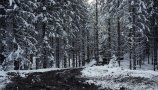 Več kot tretjini svetovnih drevesnih vrst grozi izumrtje