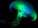 Meduza