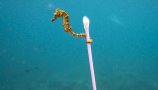 Evropa se je odločila: plastika za enkratno uporabo nam uničuje morja