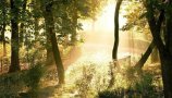 To, da imamo veliko gozdov, je prednost za medvede, da se imajo kam skriti