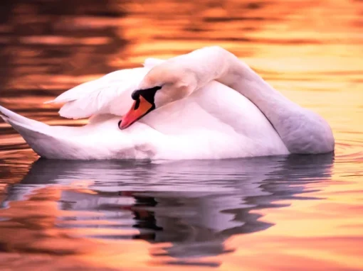The charm of evening gentleness