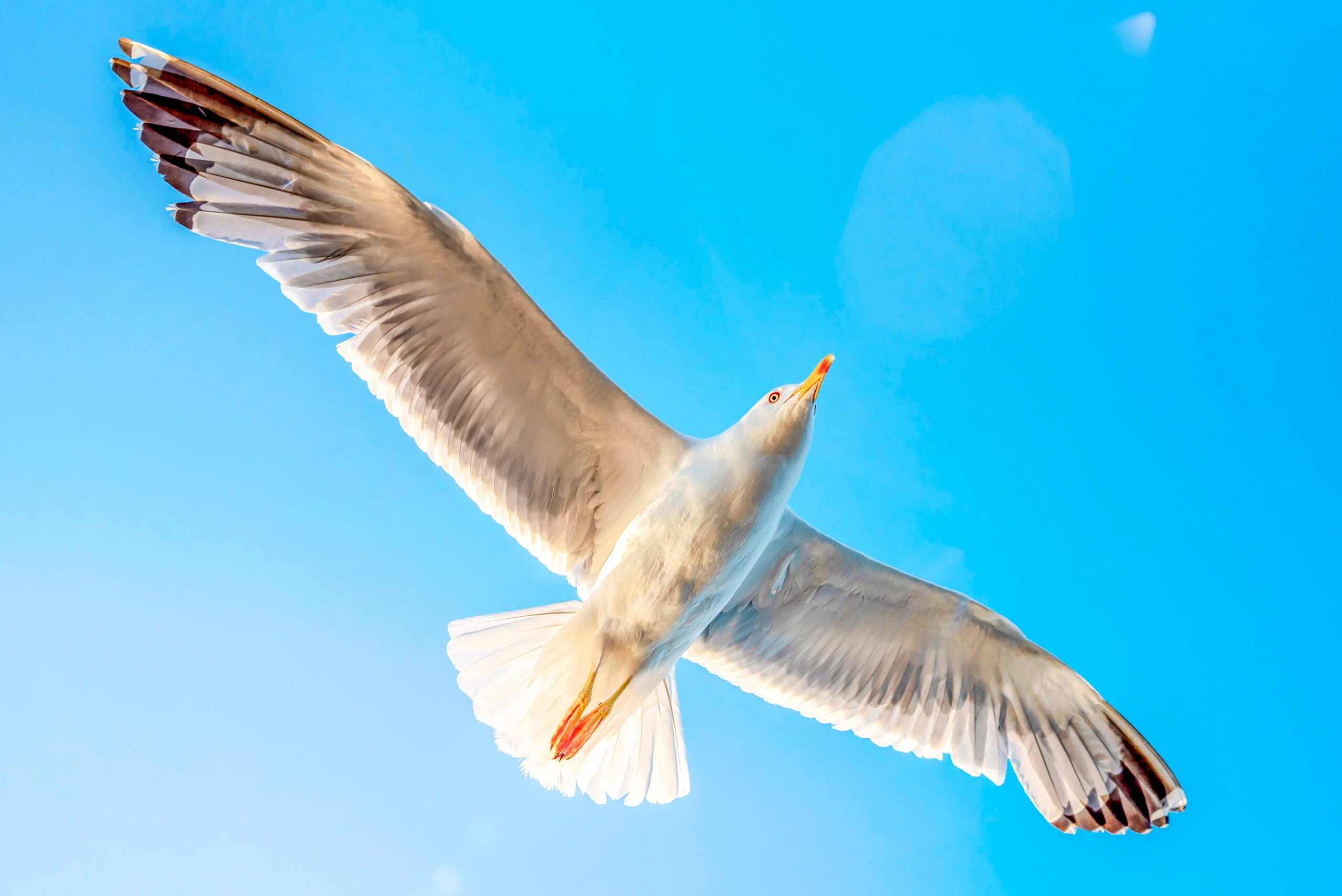 Freedom
