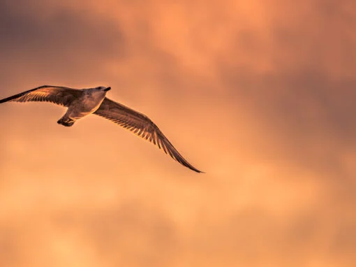 I fly high above all problems