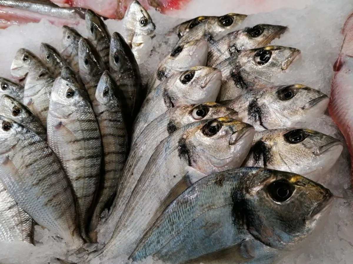 SLOVENIJA NA DNU PROIZVODNJE RIB V EU: Naša akvakultura zelo zaostaja za Evropo