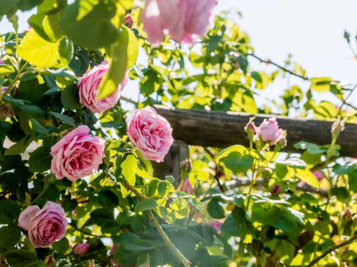 NOVA GORICA JE ZAŽIVELA: Na festivalu vrtnic letos dodali še nekaj posebnega
