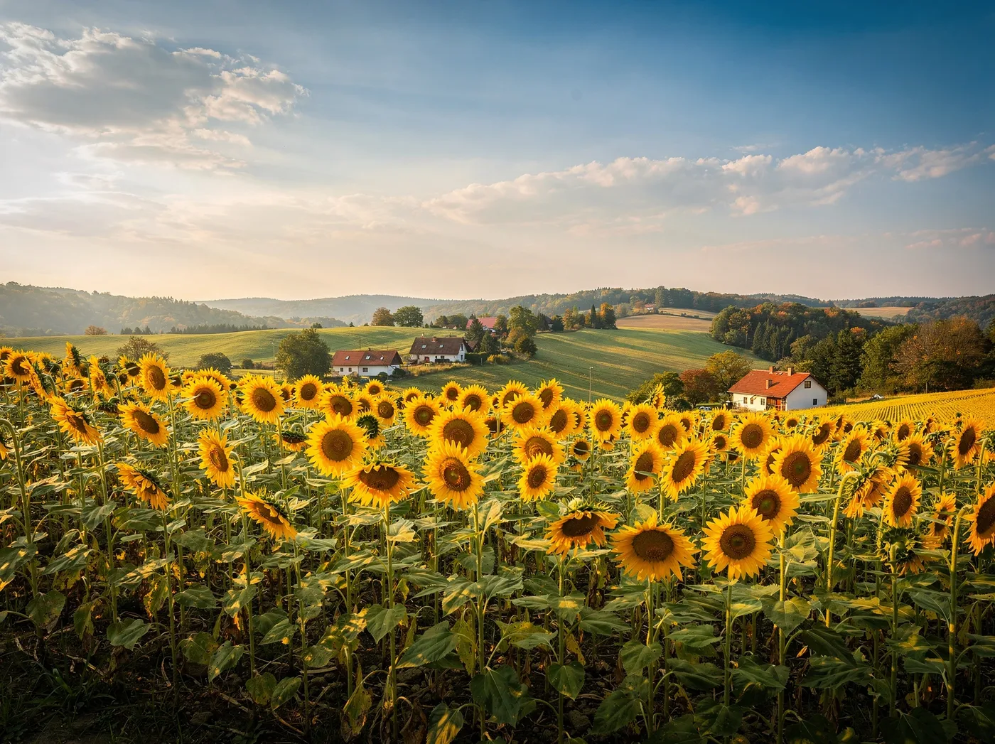 Polje sončnic