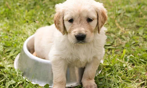 Veterinarji s srcem