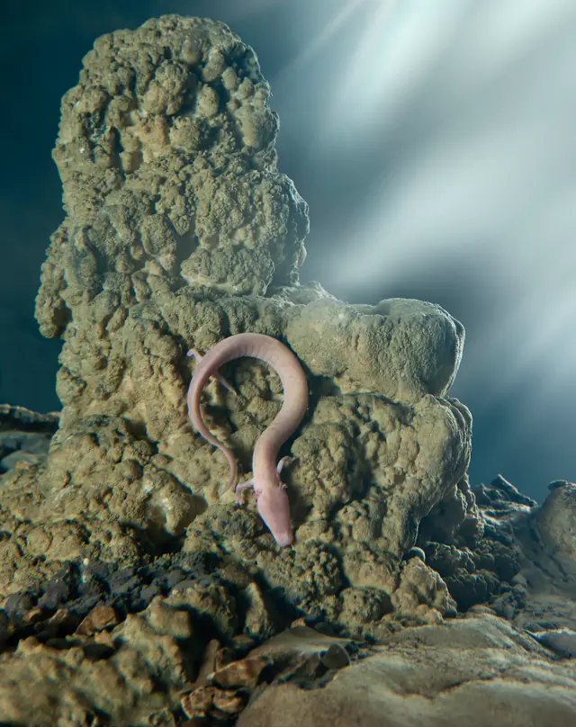 The olm (človeška ribica), the blind salamander of Slovenia's caves