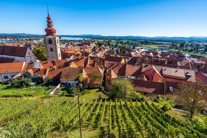 Vineyard below Ptuj Castle and the red roofs of the old town
