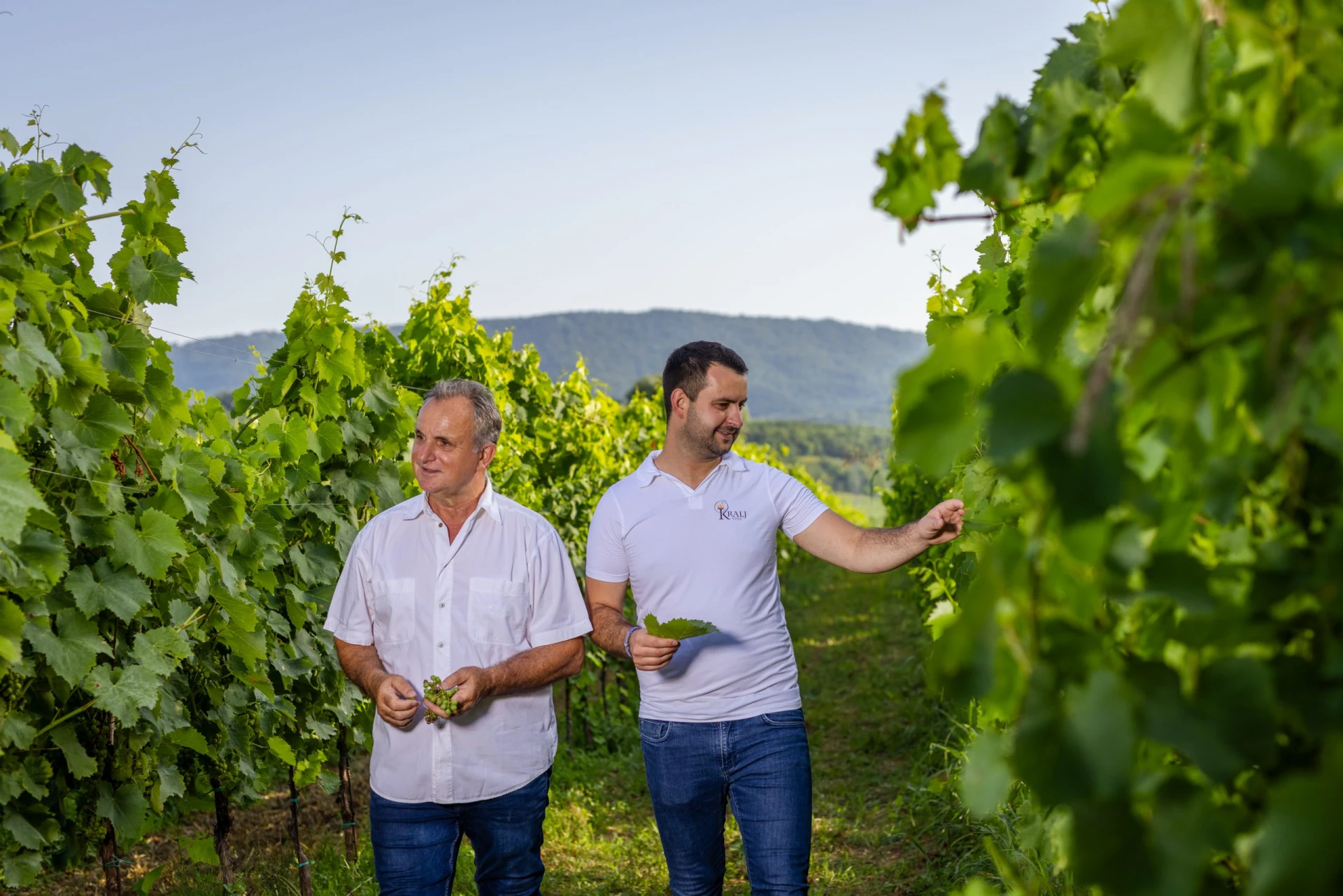 Vinogradi Kralj nad Koprskim zalivom