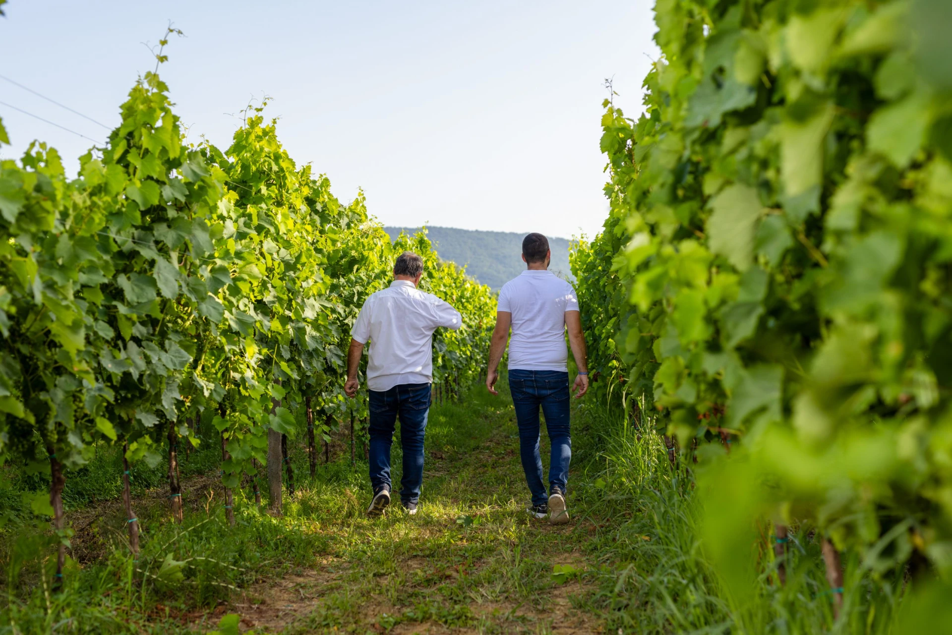 Vinogradi Škocjan