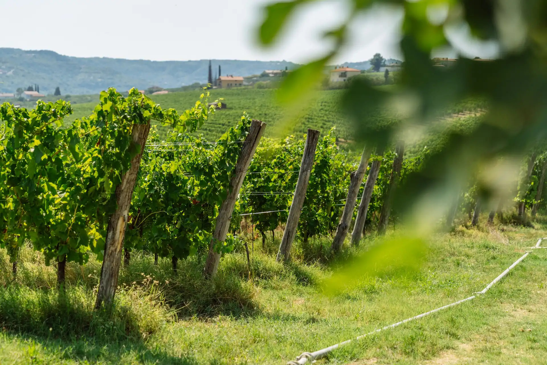 Vinogradi Kralj